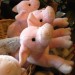 gb_kids_plushpigs thumbnail