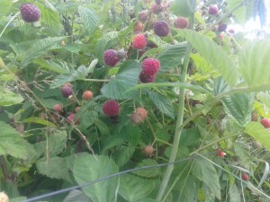 Rasp. Raspberries