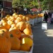 events_fall thumbnail