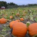 pumpkinpatch3 thumbnail