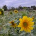Sunflowers thumbnail