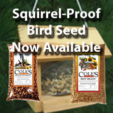 bird seed copy