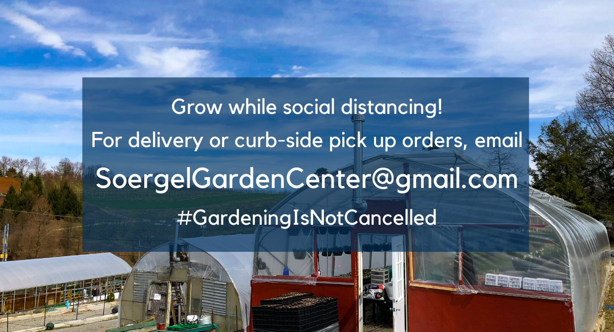 https://www.soergels.com/wp-content/uploads/2020/04/For-info-on-delivery-or-curb-side-pick-up-orders-email-SoergelGardenCenter@gmail.com_.png